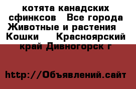 котята канадских сфинксов - Все города Животные и растения » Кошки   . Красноярский край,Дивногорск г.